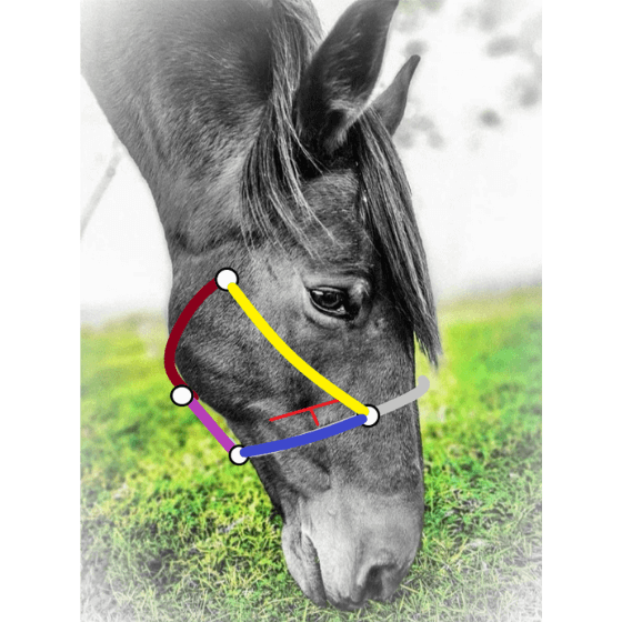 pferd_knotenhalfter_messen